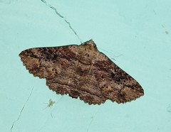 Pericyma