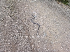 Atractus obesus