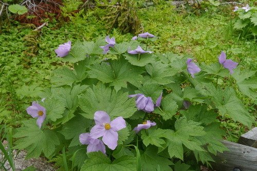 Japanese Wood Poppy (Glaucidium palmatum)