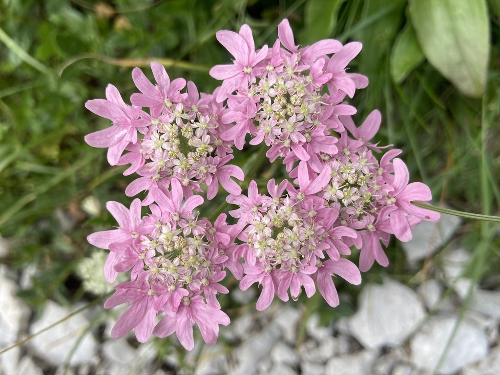 Heracleum austriacum (Heracleum austriacum)