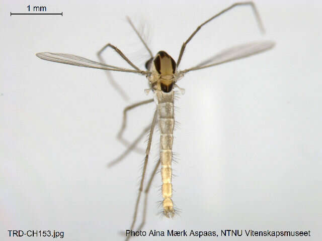 Tanytarsus