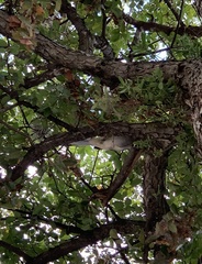 Thryomanes bewickii