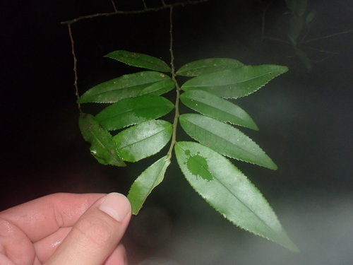 Eurya osimensis iNat (1)
