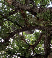Thryomanes bewickii