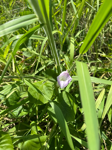 Ipomoea indica observed 2025-07-23