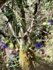 Psoralea platyphylla