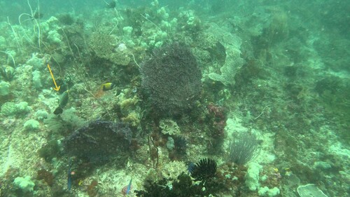 Orangespine Unicornfish