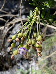 Psoralea platyphylla