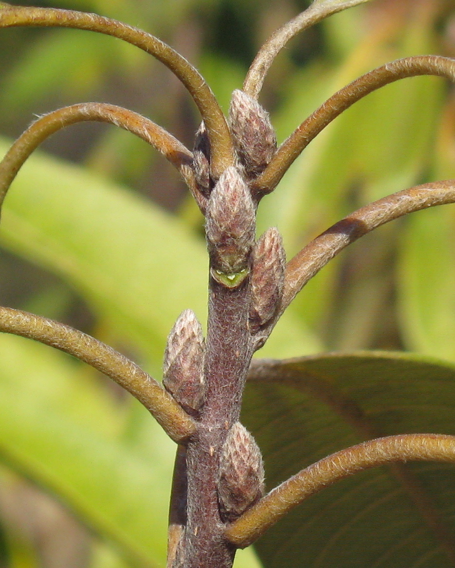 Leitneria