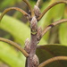 Leitneria floridana - Photo (c) Bob Gutowski, algunos derechos reservados (CC BY-NC-SA)