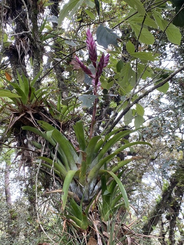 Tillandsia lucida, photograph 2