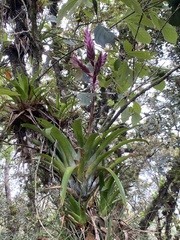 Tillandsia lucida, photograph (c) fern Wildtruth, some rights reserved (CC BY)