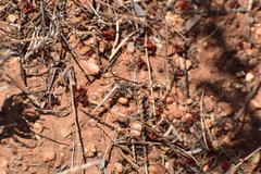 Litaneutria pacifica