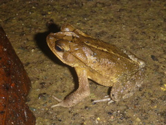 Incilius campbelli