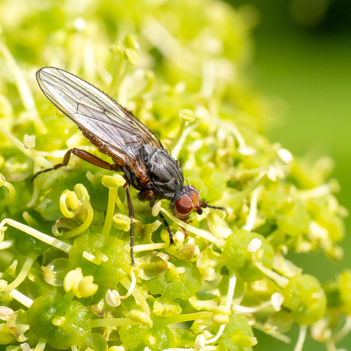 Heleomyza serrata