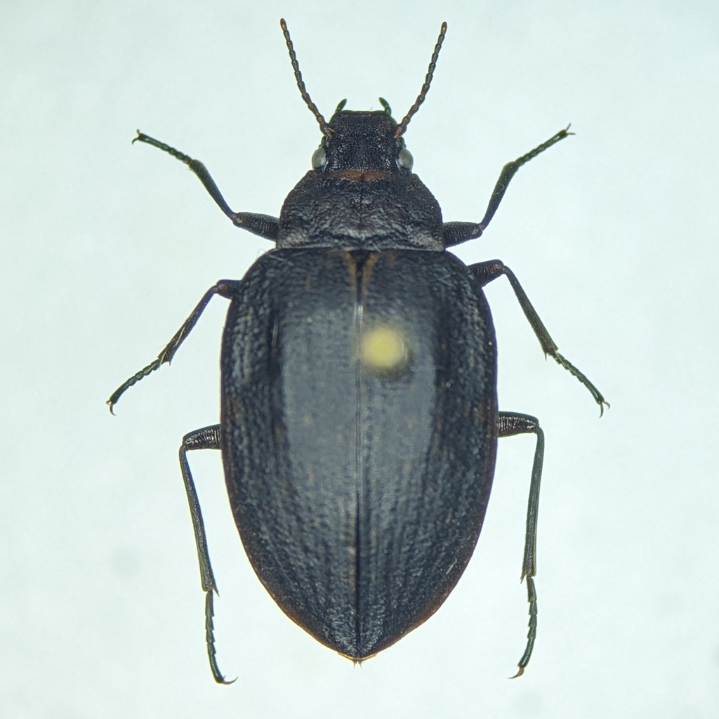 Amphizoa lecontei