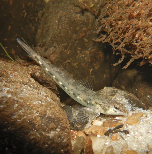 Glassy darter (Etheostoma vitreum) — Percidae