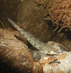 Glassy Darter photo 2