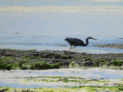 Egretta garzetta dimorpha