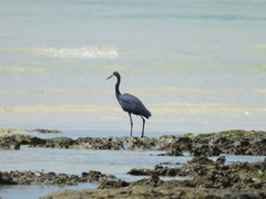 Egretta garzetta dimorpha