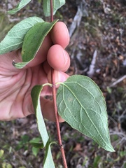 Philadelphus hirsutus