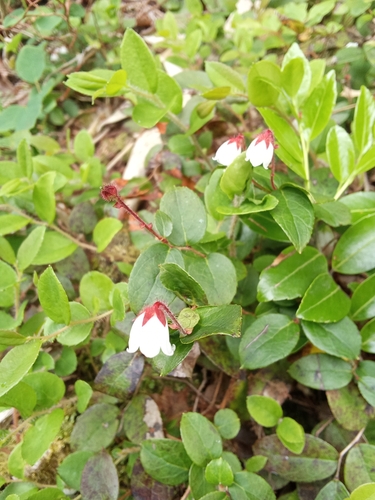 Gaultheria adenothrix, photograph 4