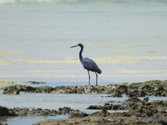 Egretta garzetta dimorpha