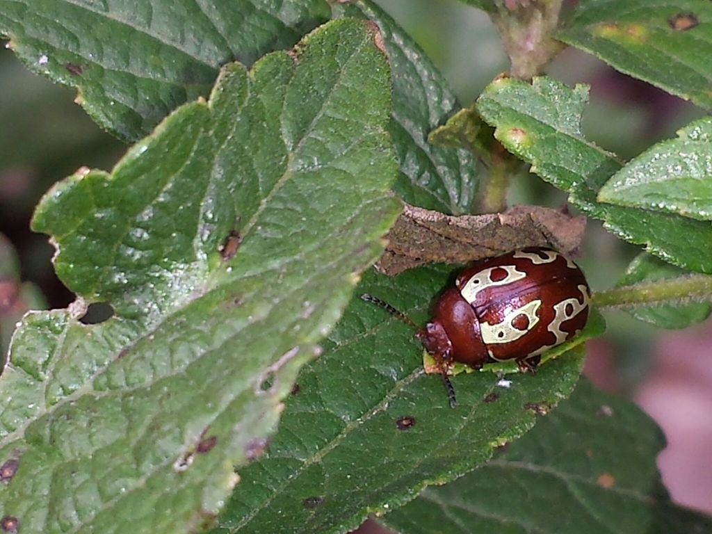 Calligrapha labyrinthica