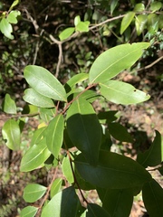 Pterocelastrus echinatus