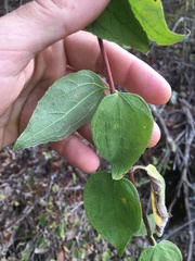 Philadelphus hirsutus