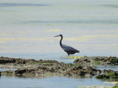 Egretta garzetta dimorpha
