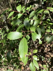 Pterocelastrus echinatus