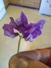 Lathyrus japonicus
