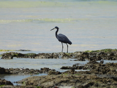 Egretta garzetta dimorpha