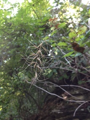 Elymus churchii