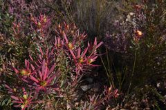 Leucadendron glaberrimum erubescens
