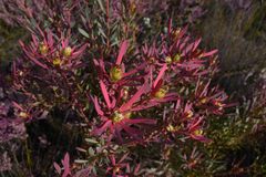 Leucadendron glaberrimum erubescens