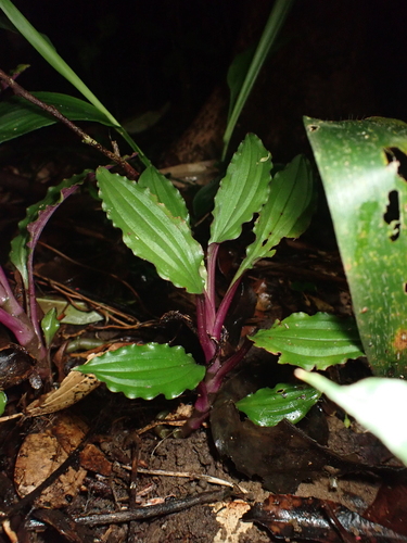 Crepidium bancanoides observed 2025-06-28