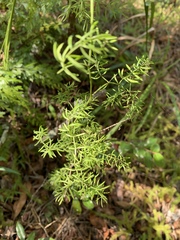 Asparagus ramosissimus