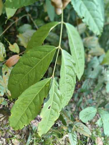 Hiptage benghalensis iNat (3)