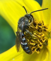 Lasioglossum