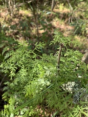 Asparagus ramosissimus