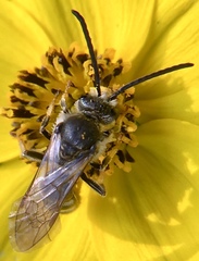 Lasioglossum