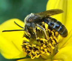 Lasioglossum