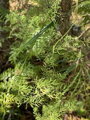 Asparagus ramosissimus