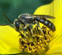 Lasioglossum