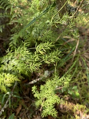 Asparagus ramosissimus