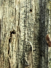 Chaenotheca brunneola