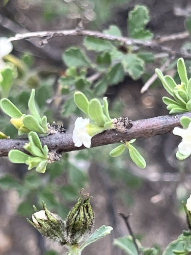 Citharexylum brachyanthum, photograph 3