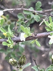 Citharexylum brachyanthum, photograph (c) Oscar C. González Martínez, some rights reserved (CC BY-SA)
